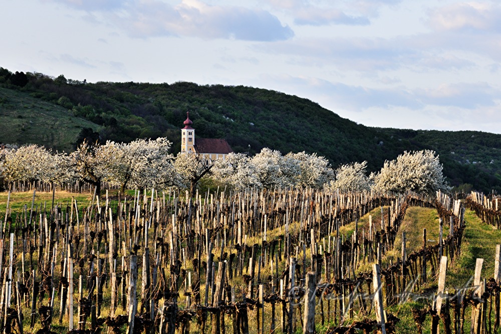 blühender Kirschenbaum im Feld