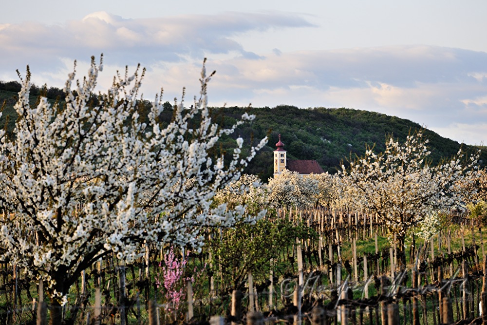 blühender Kirschenbaum im Feld