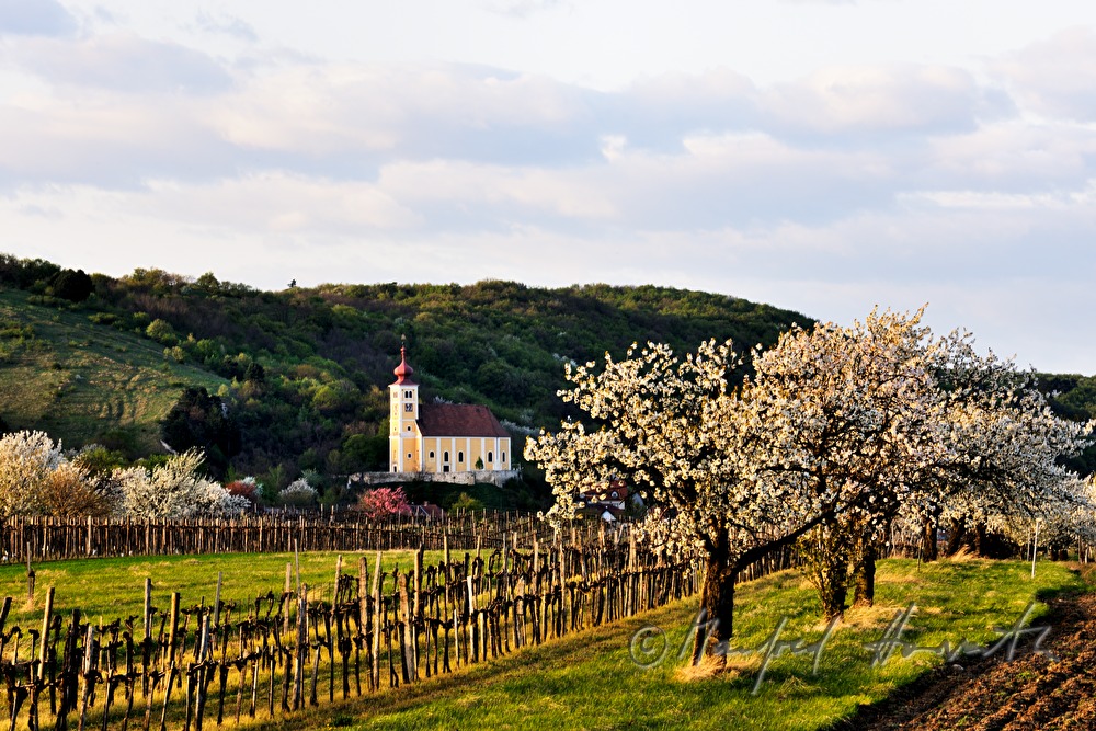 blühender Kirschenbaum im Feld