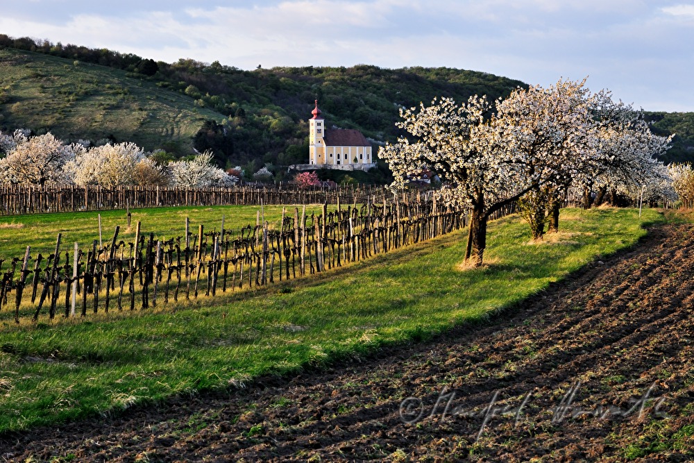 blühender Kirschenbaum im Feld