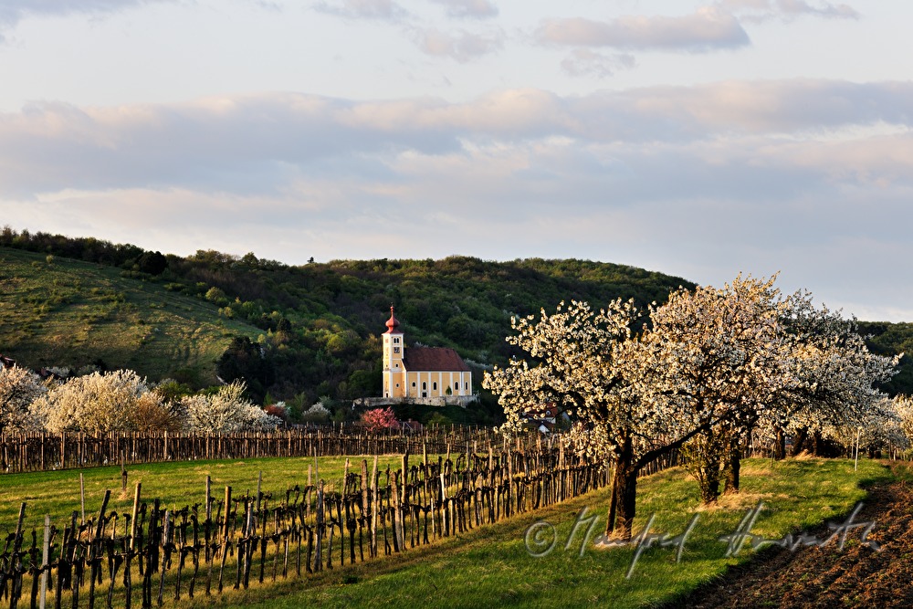 blühender Kirschenbaum im Feld