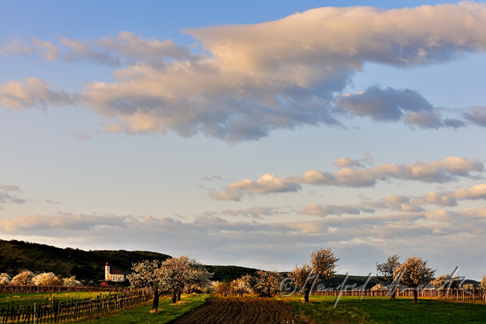 blühender Kirschenbaum im Feld