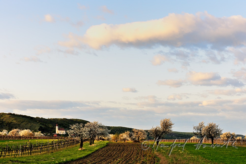 blühender Kirschenbaum im Feld