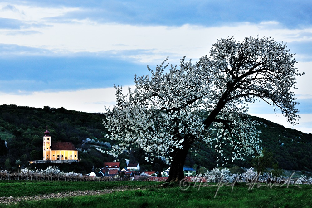 blühender Kirschenbaum im Feld