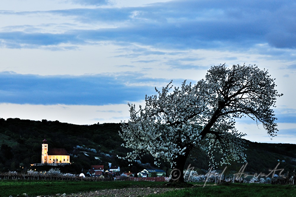 blühender Kirschenbaum im Feld
