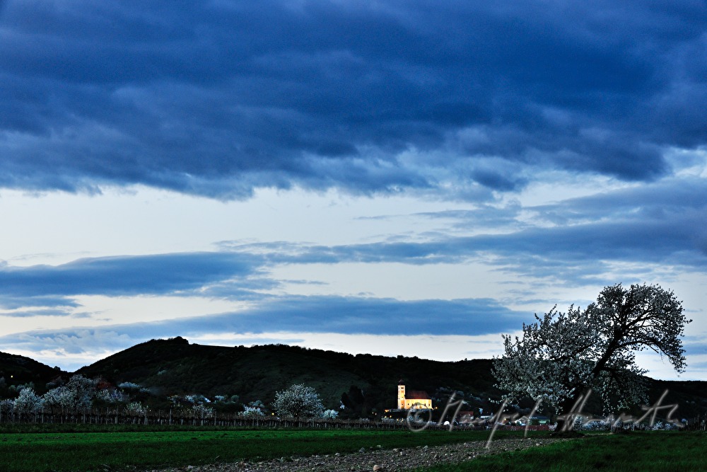 blühender Kirschenbaum im Feld