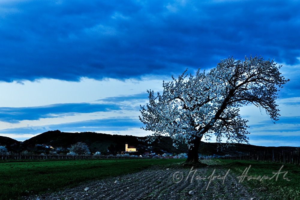 blühender Kirschenbaum im Feld