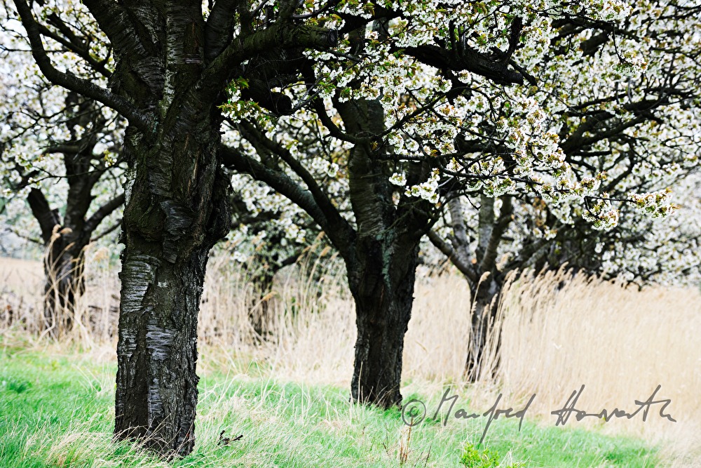 blühende Kirschbäume im Feld