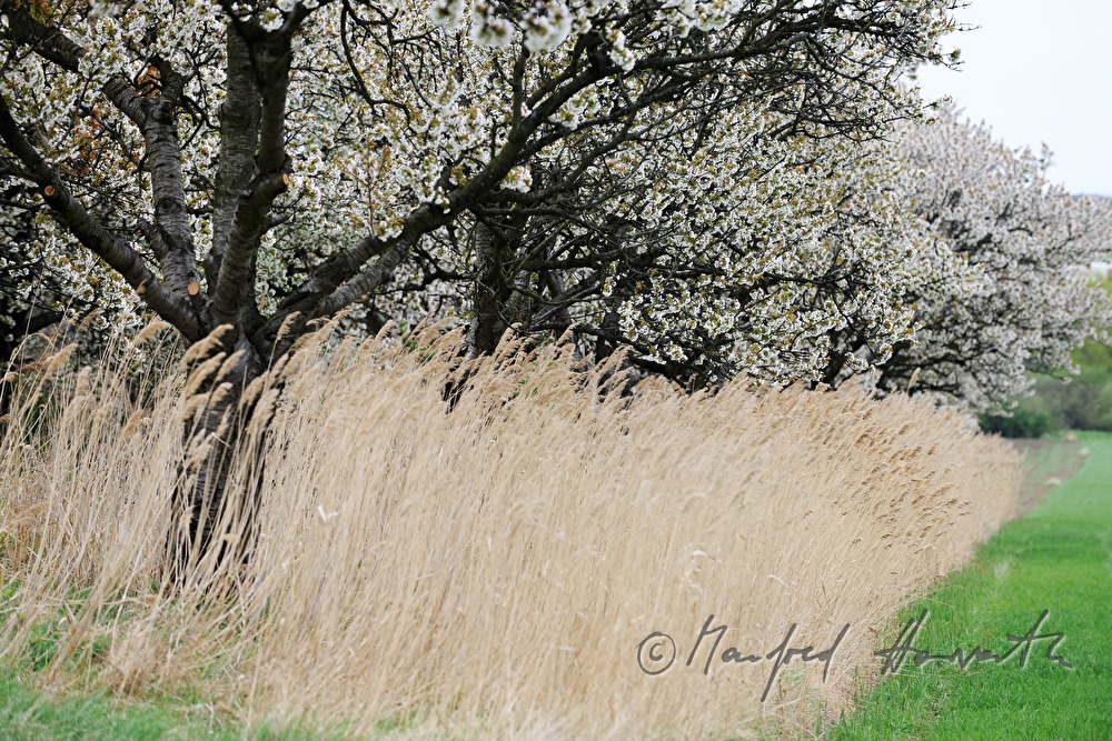 blühende Kirschbäume im Feld