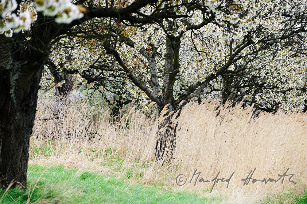 blühende Kirschbäume im Feld