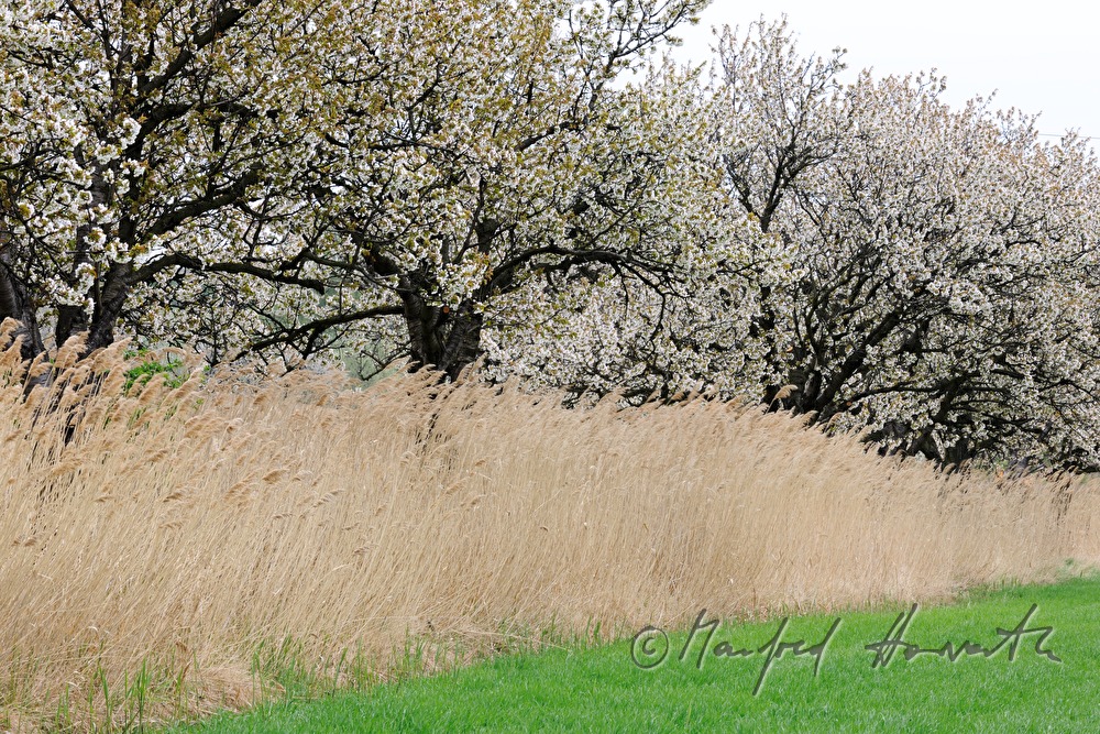 blühende Kirschbäume im Feld