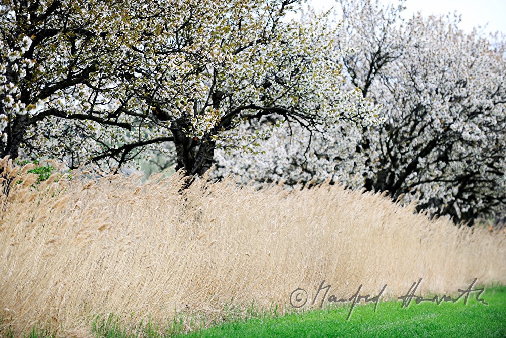 blühende Kirschbäume im Feld
