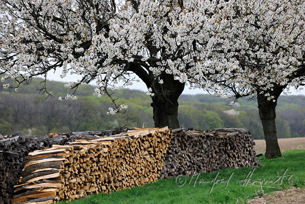 blühende Kirschbäume und Holzstoss