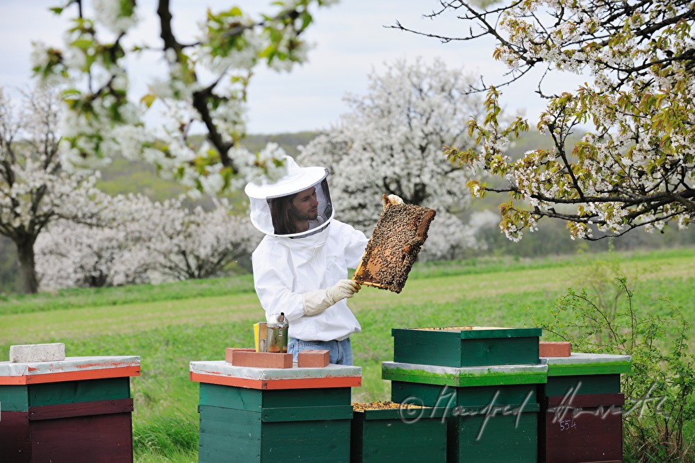Imker und Bienenstöcke unter blühenden Kirschbäumen