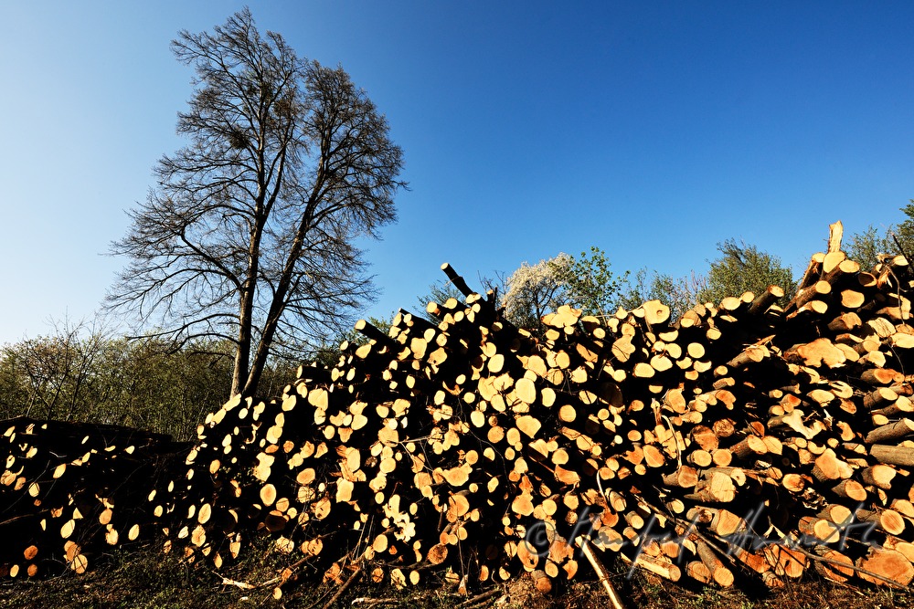Stapel von Holzstämmen und Baum