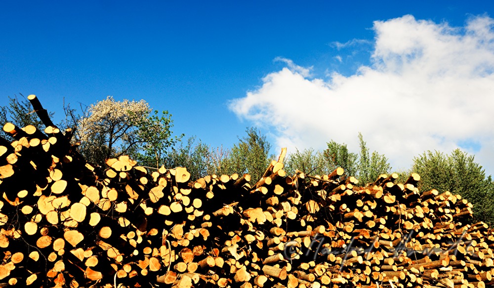 Stapel von Holzstämmen und Baum