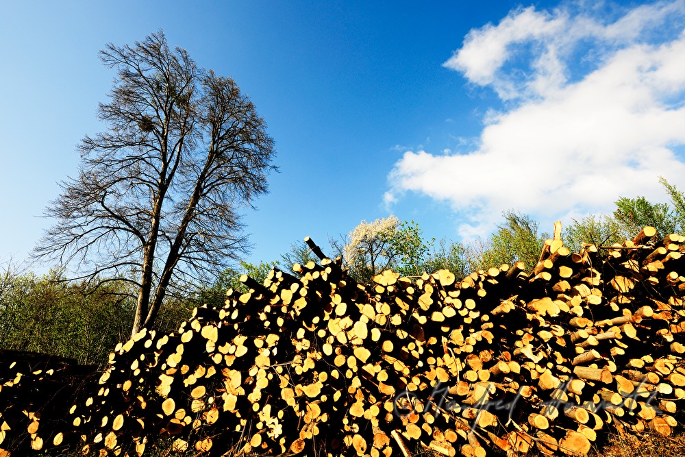 Stapel von Holzstämmen und Baum