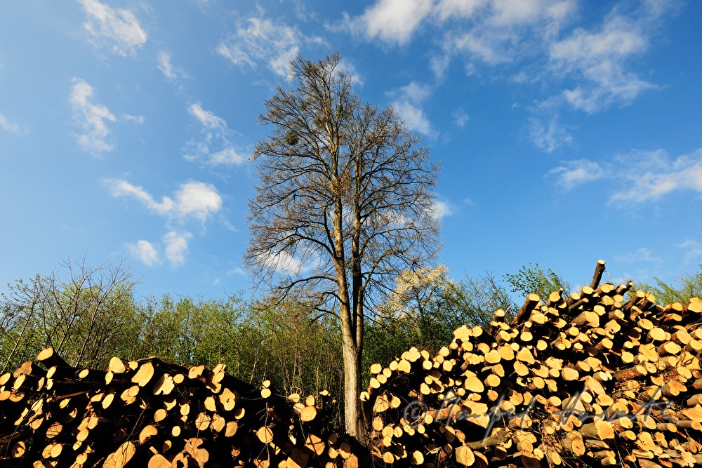 Stapel von Holzstämmen und Baum