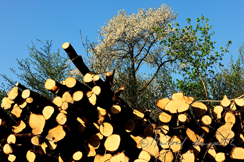 Stapel von Holzstämmen und Baum