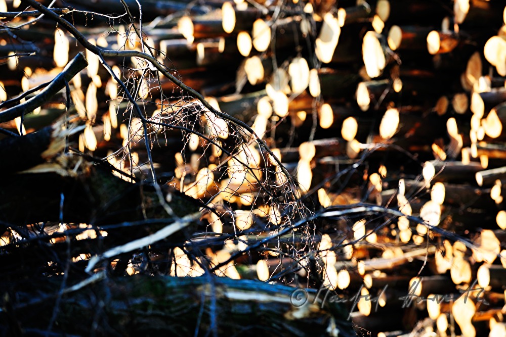Stapel von Holzstämmen und Baum