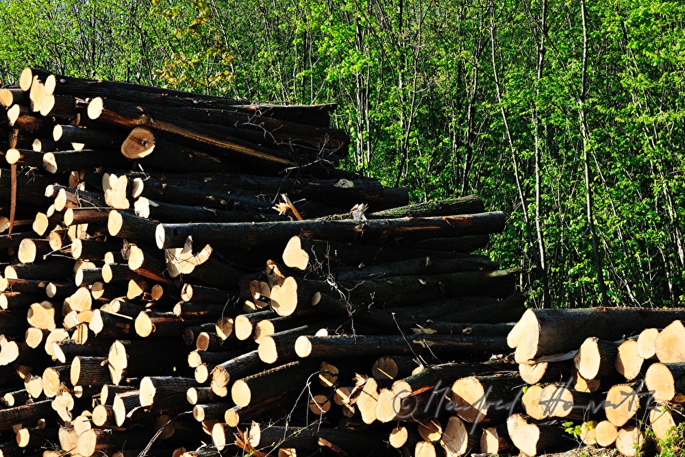 Stapel von Holzstämmen und Baum