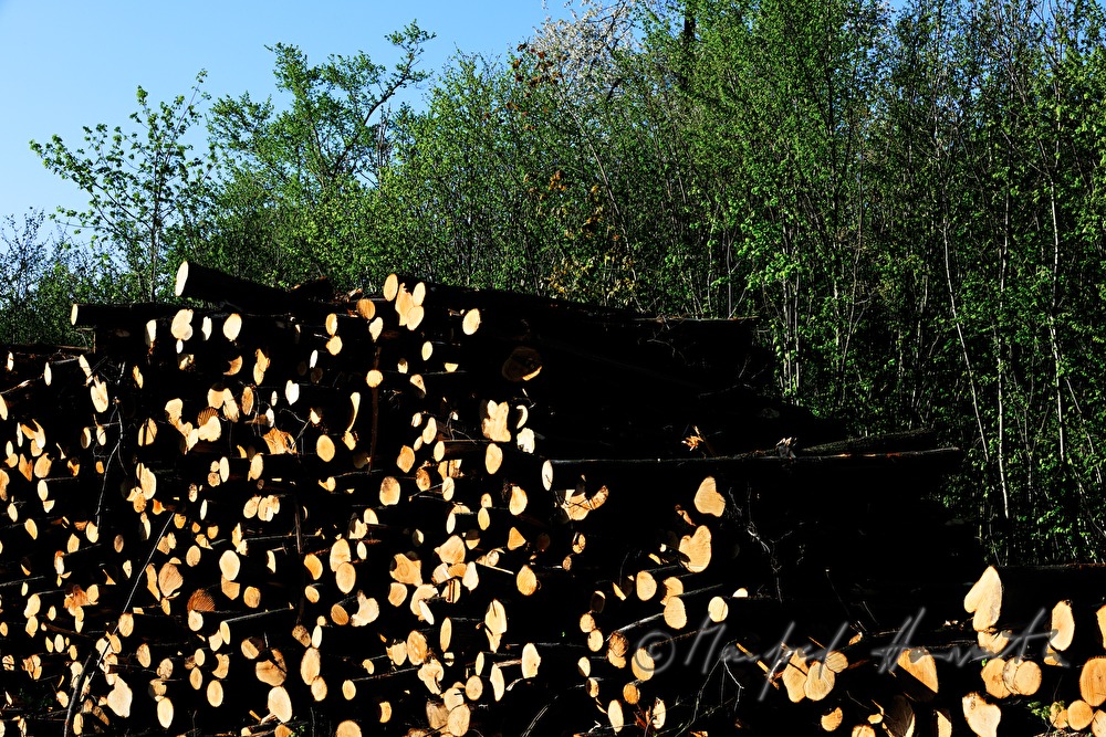 Stapel von Holzstämmen und Baum