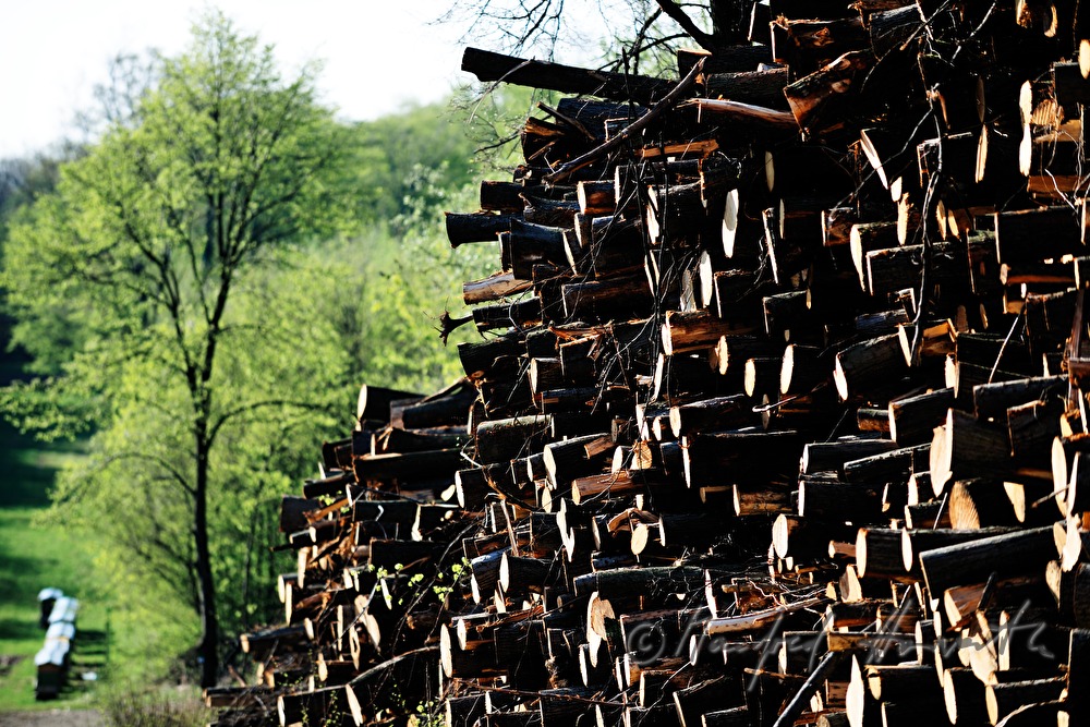 Stapel von Holzstämmen und Baum