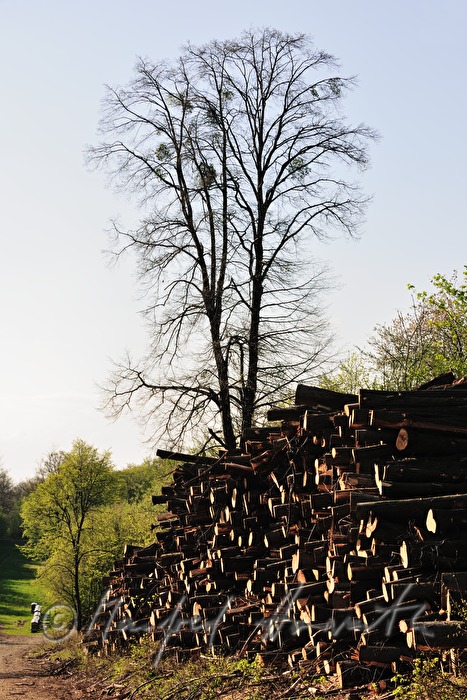 Stapel von Holzstämmen und Baum