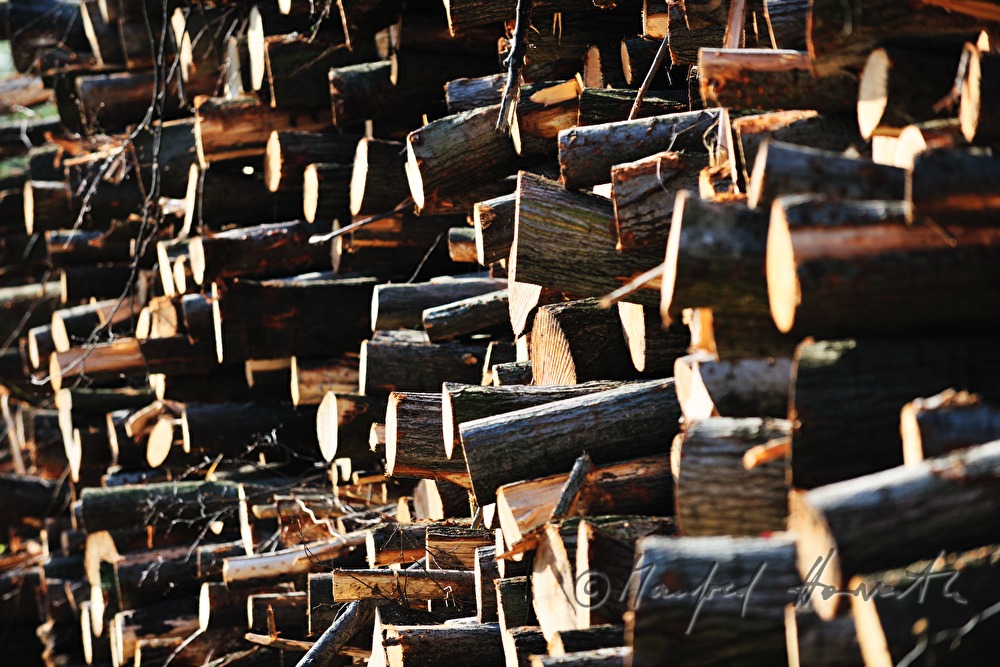 Stapel von geschnittenen Holzstämmen