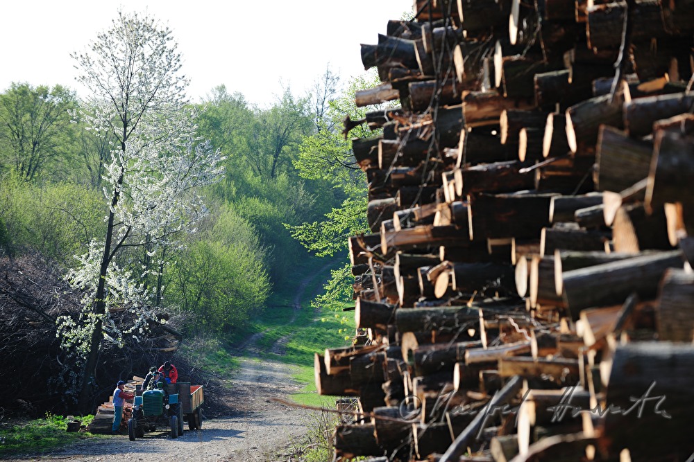 Stapel von geschnittenen Holzstämmen