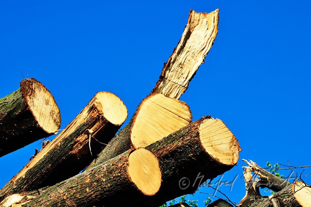 Stapel von geschnittenen Holzstämmen