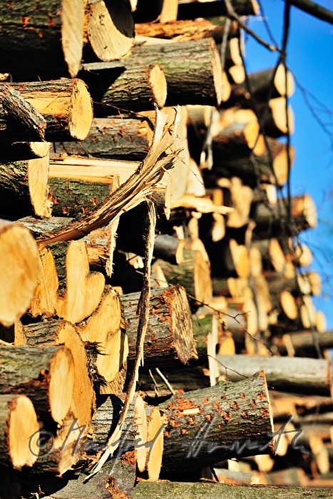 Stapel von geschnittenen Holzstämmen