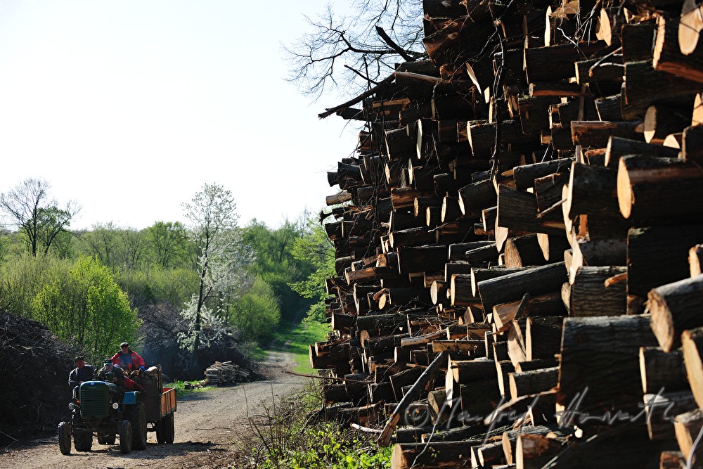 Stapel von geschnittenen Holzstämmen