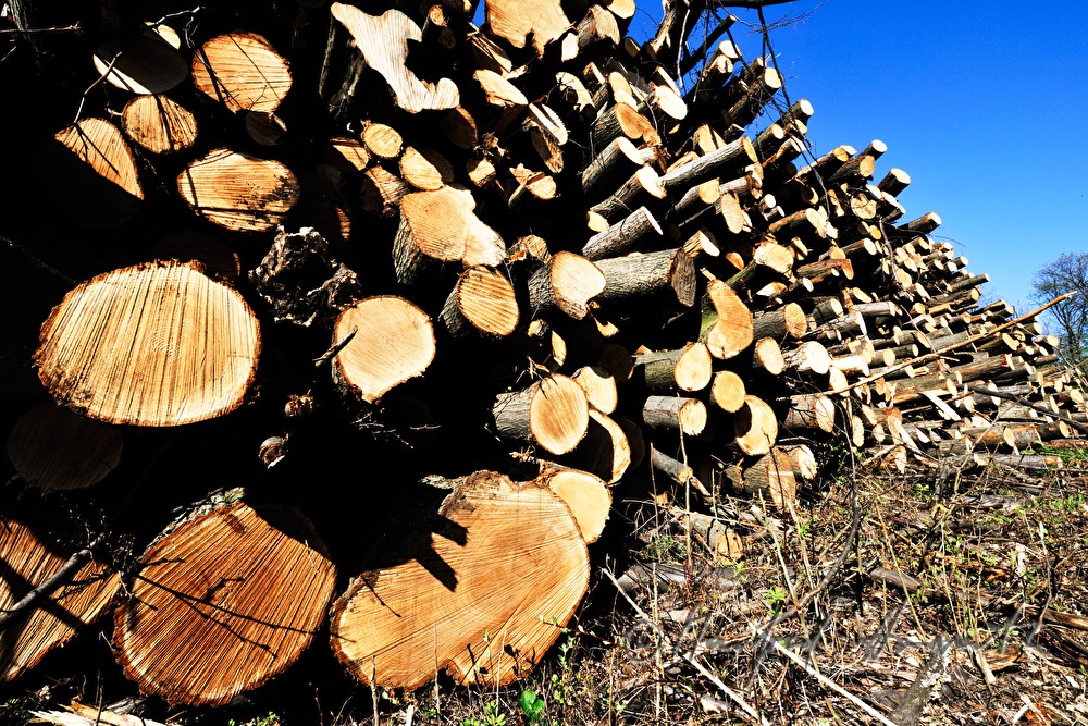 Stapel von geschnittenen Holzstämmen