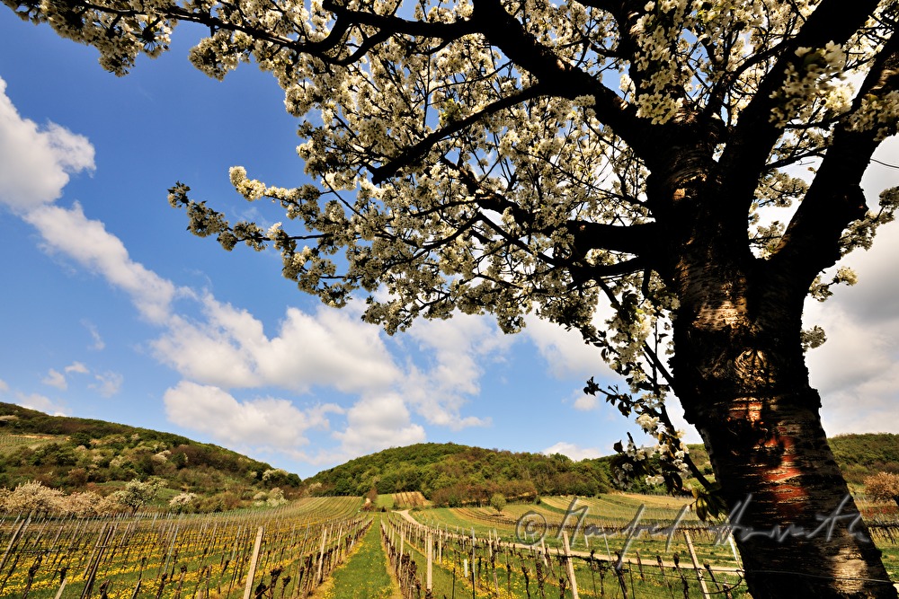 blühender Kirschbaum im Weingarten