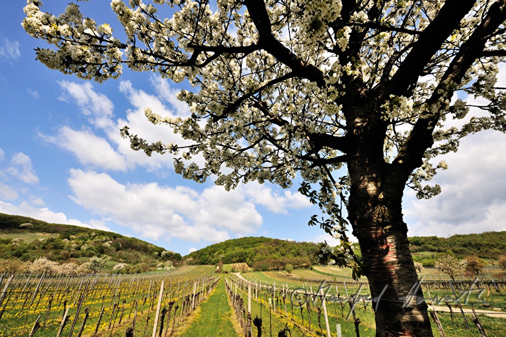 blühender Kirschbaum im Weingarten