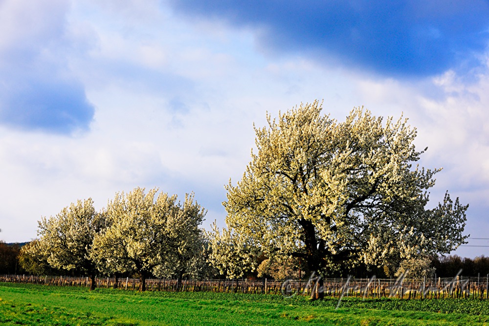 blühender Kirschbaum im Weingarten