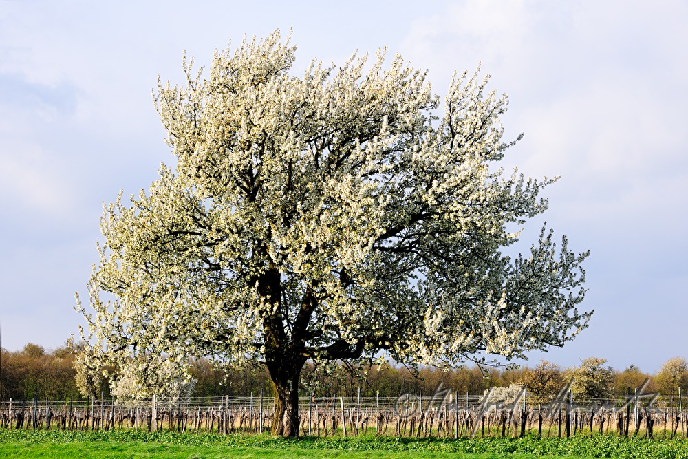 blühender Kirschbaum im Weingarten