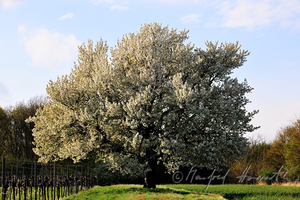 blühender Kirschbaum im Weingarten