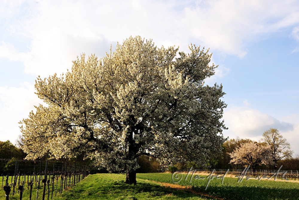 blühender Kirschbaum im Weingarten