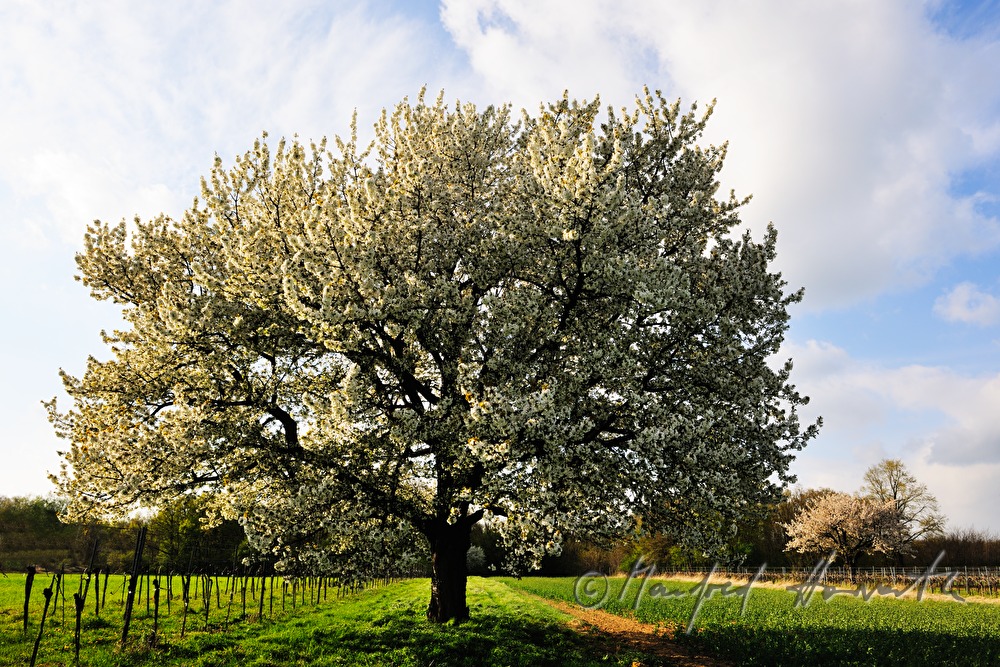 blühender Kirschbaum im Weingarten
