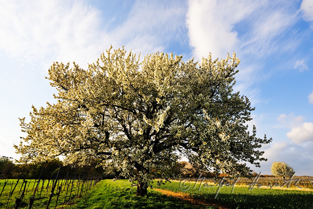 blühender Kirschbaum im Weingarten