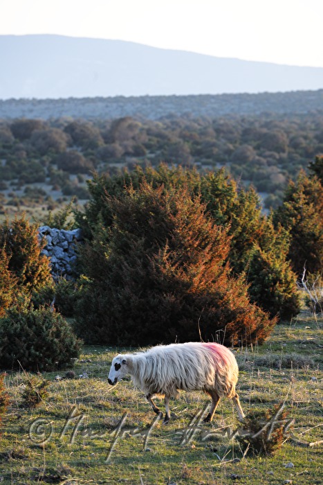 Schaf mit roter Markierung auf der Weide
