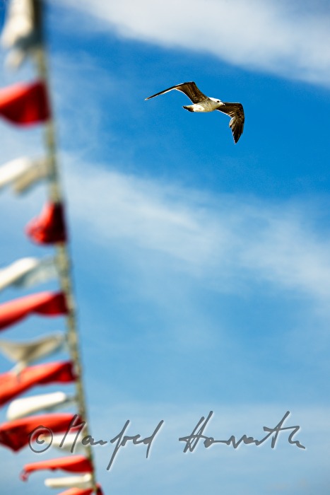 Möwe und Fahnenam Mast eines Bootes