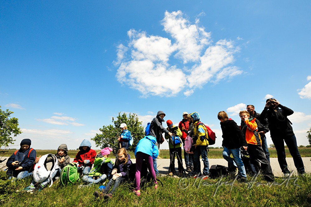 Vogelbeobachtung im Nationalpark Neusiedler See–Seewinkel