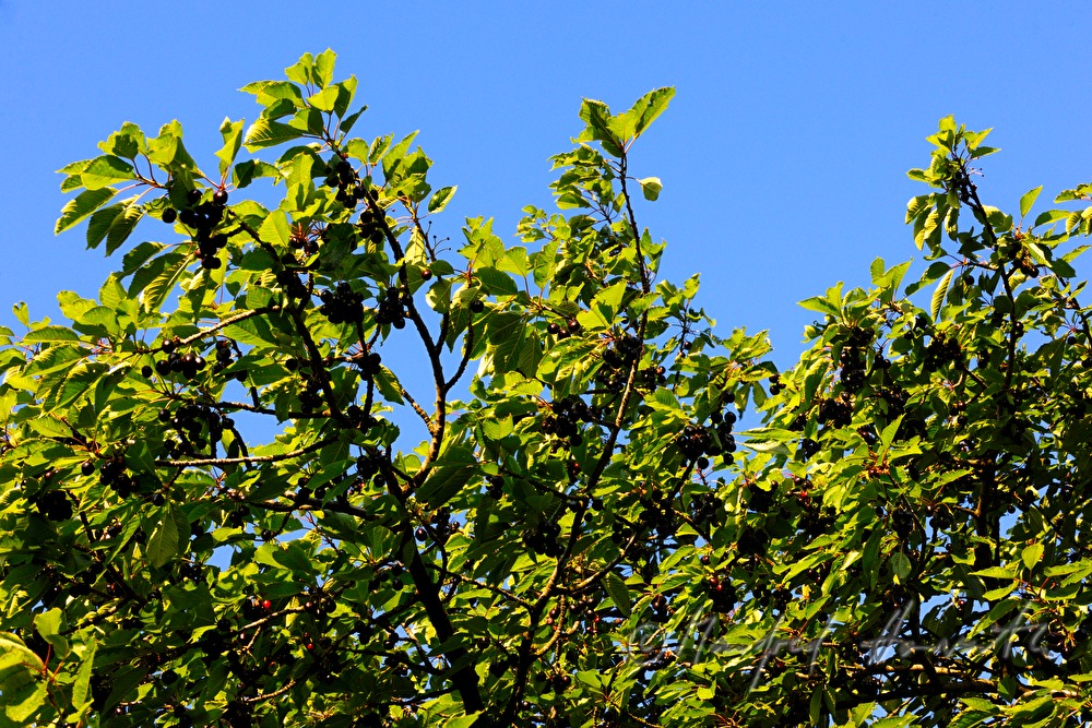 reife Kirschen im Kirschenbaum