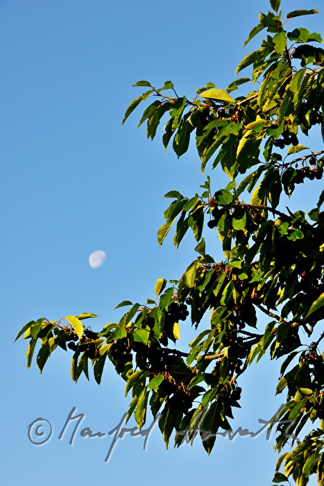 reife Kirschen im Kirschenbaum