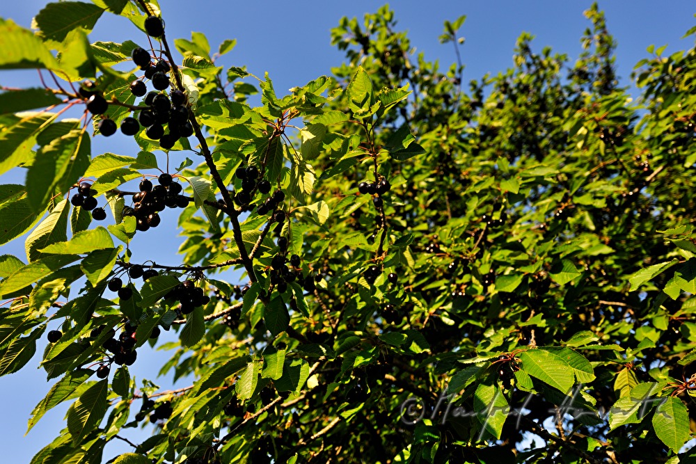 Kirschenbaum mit reifen Kirschen