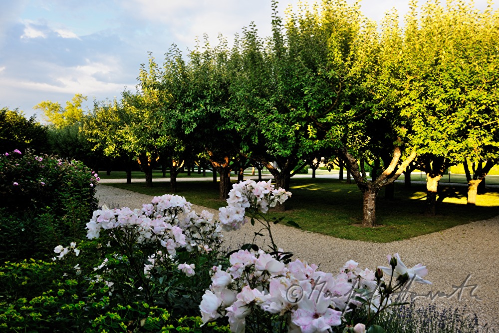 Blick durch den Apfelhain im Schlossgarten