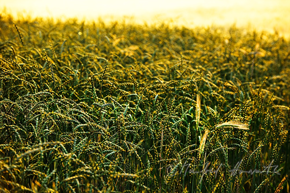 Roggenfeld im Sommer